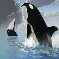 ženka orke koja putuje s muškim kitom izbija iz oceana s velikim prskanjem vode ispis plakata
