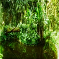 Suptropska šuma Parque Lage, Jardim Botanico, Corcovado, Rio de Janeiro, Brazilski tisak plakata