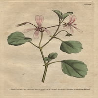 Račun Sorrel Crane -a s ružičastim ventinama cvijeća tisak s ® Florilegius Mary Evans