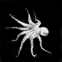 Povijest hobotnice